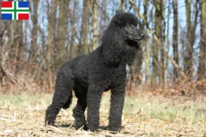 Read more about the article Poodle breeders and puppies in Groningen