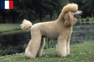 Read more about the article Poodle breeders and puppies in Guadeloupe