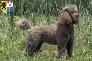 Read more about the article Poodle breeders and puppies in Hauts-de-France