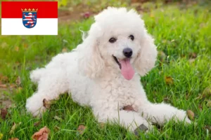 Read more about the article Poodle breeders and puppies in Hessen