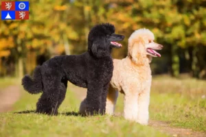 Read more about the article Poodle breeders and puppies in Liberec