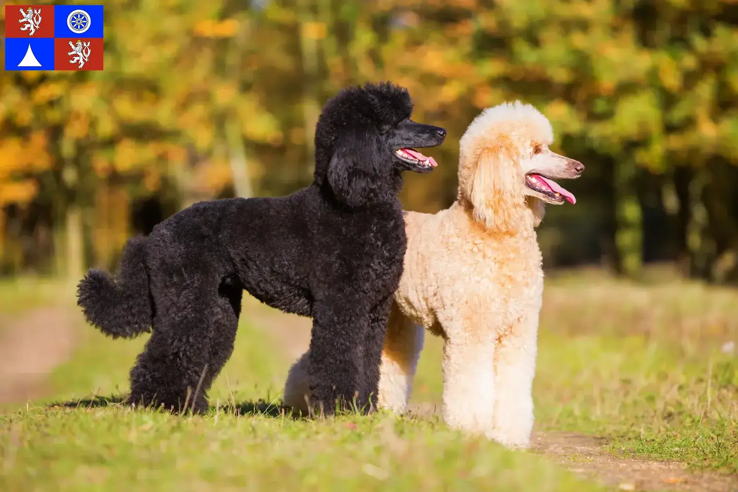 Read more about the article Poodle breeders and puppies in Liberec