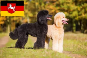 Read more about the article Poodle breeders and puppies in Lower Saxony