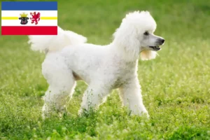 Read more about the article Poodle breeders and puppies in Mecklenburg-Vorpommern