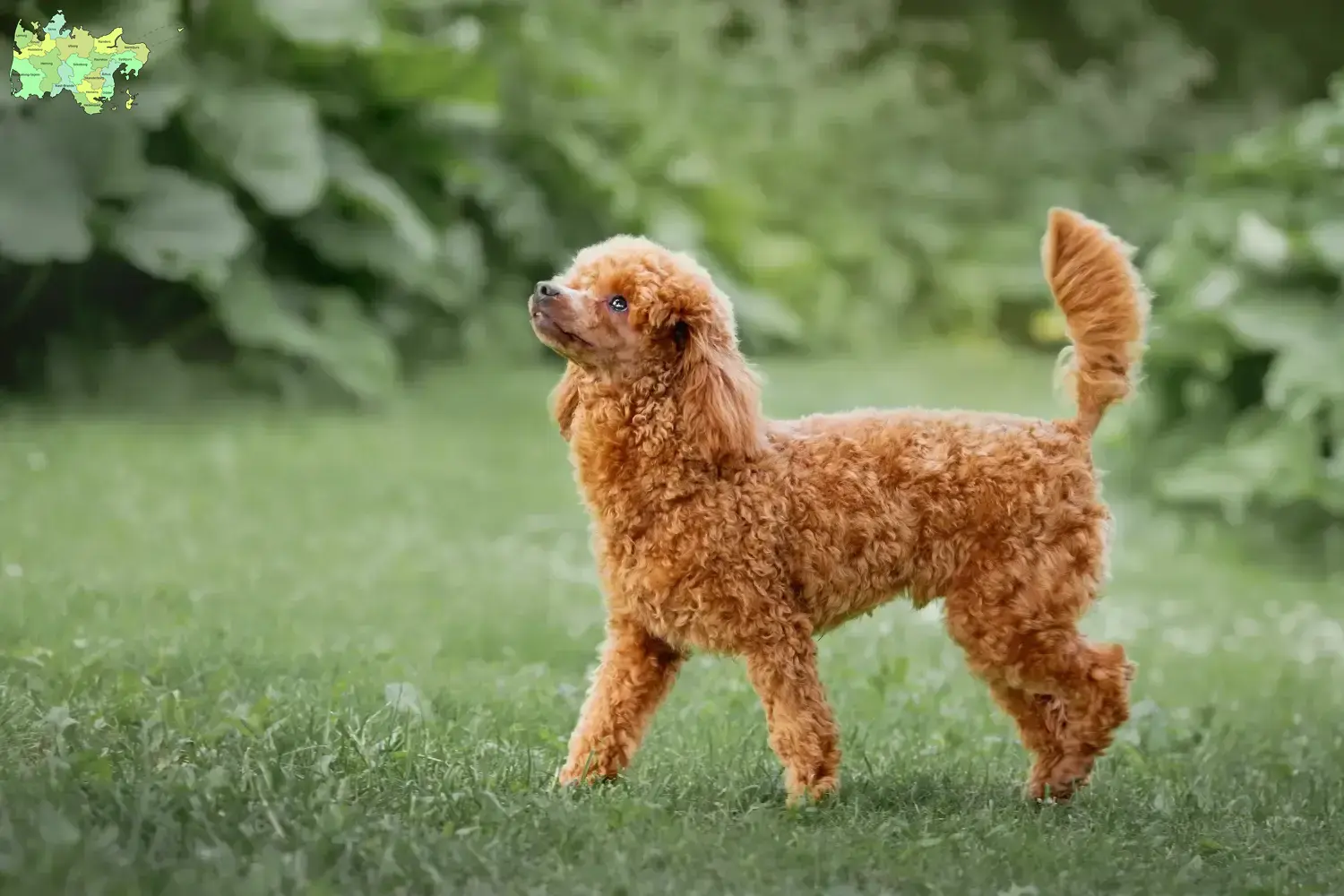 Read more about the article Poodle breeders and puppies in Midtjylland