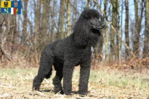 Read more about the article Poodle breeders and puppies in Moravia-Silesia