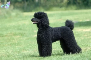 Read more about the article Poodle breeders and puppies in Nordjylland