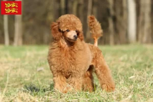 Read more about the article Poodle breeders and puppies in Normandy