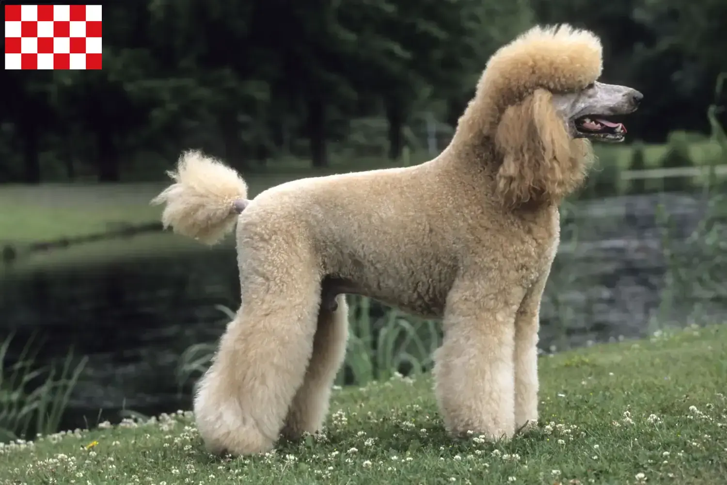 Read more about the article Poodle breeders and puppies in North Brabant