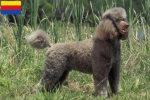 Read more about the article Poodle breeders and puppies in North Holland