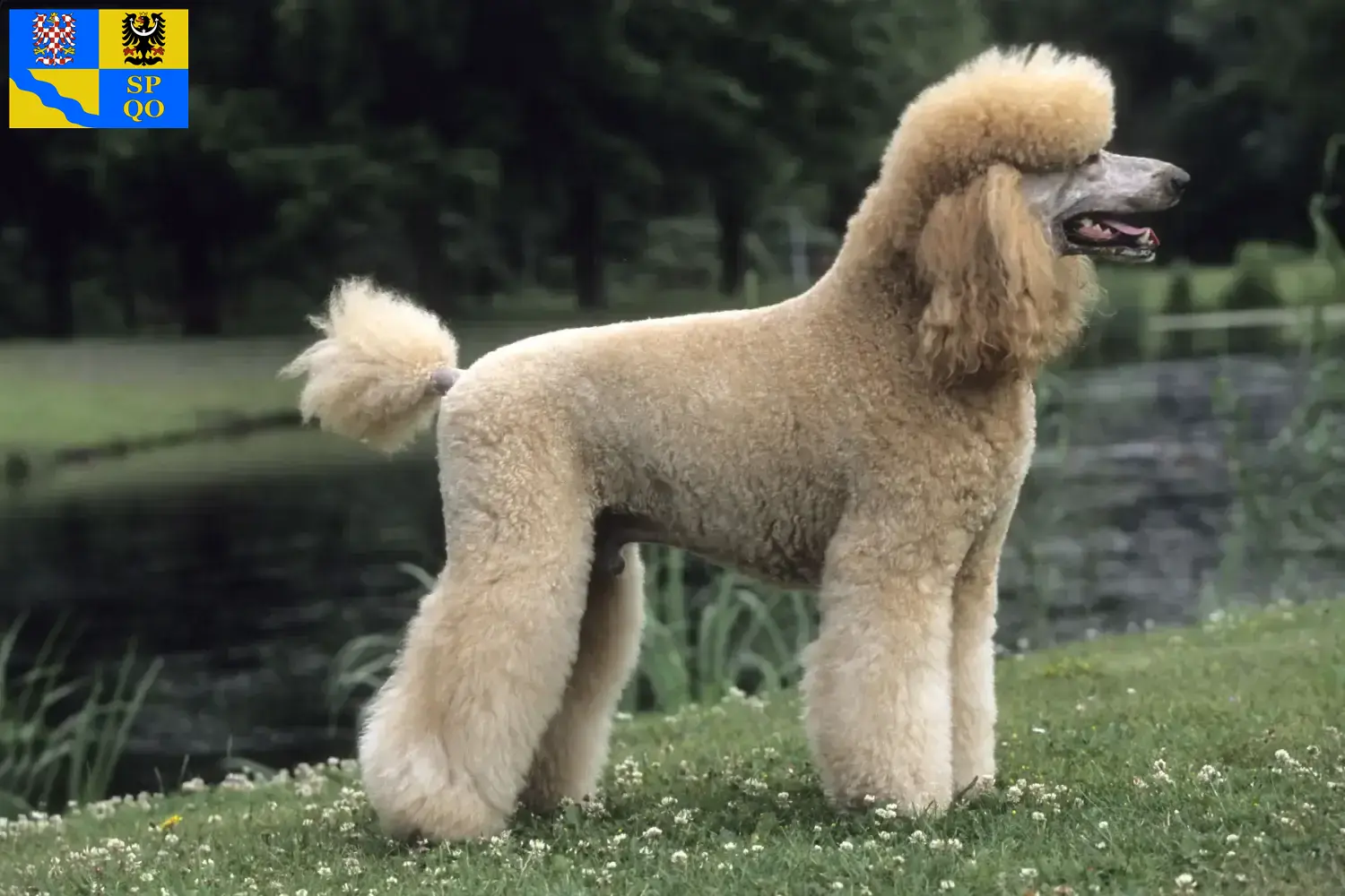 Read more about the article Poodle breeders and puppies in Olomouc