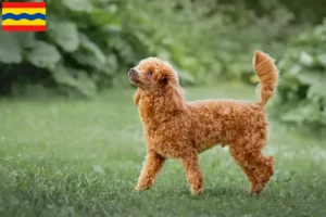 Read more about the article Poodle breeders and puppies in Overijssel