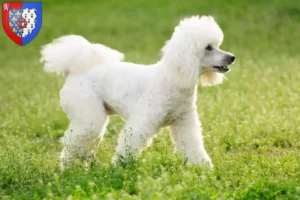 Read more about the article Poodle breeders and puppies in Pays de la Loire