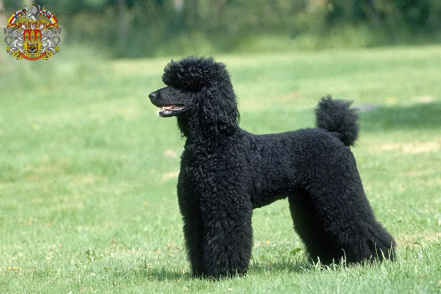 Read more about the article Poodle breeders and puppies in Prague