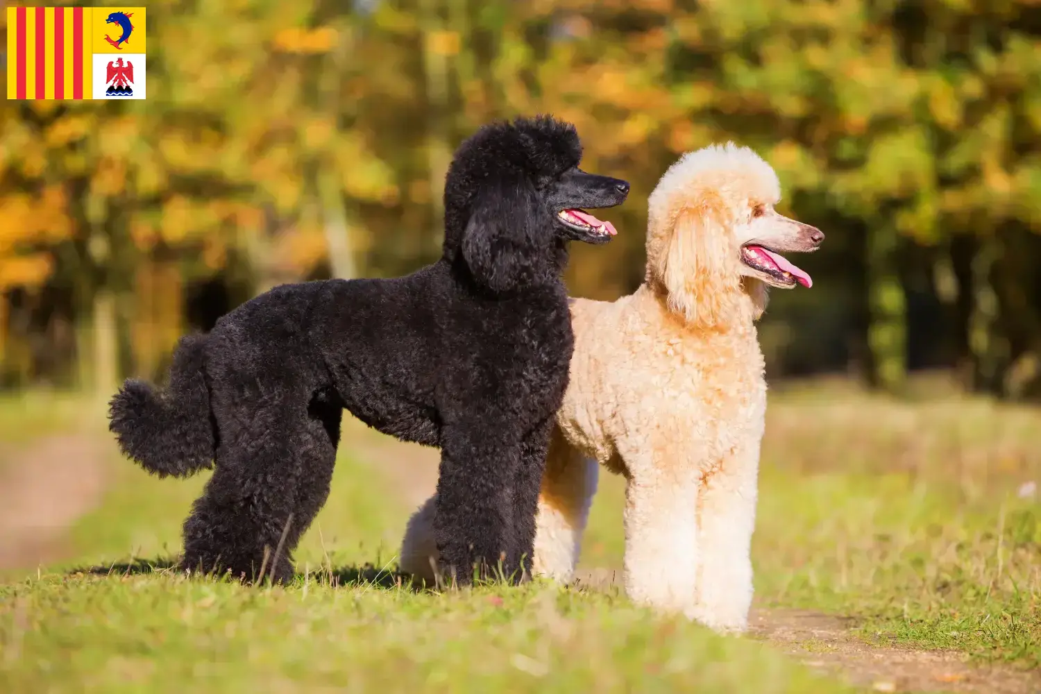 Read more about the article Poodle breeders and puppies in Provence-Alpes-Côte d’Azur