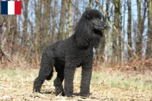 Read more about the article Poodle breeders and puppies on Réunion