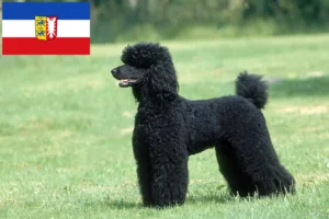 Read more about the article Poodle breeders and puppies in Schleswig-Holstein