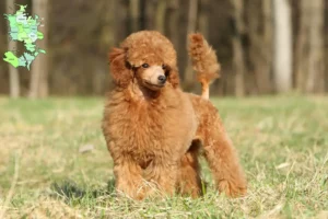 Read more about the article Poodle breeders and puppies in Sjælland