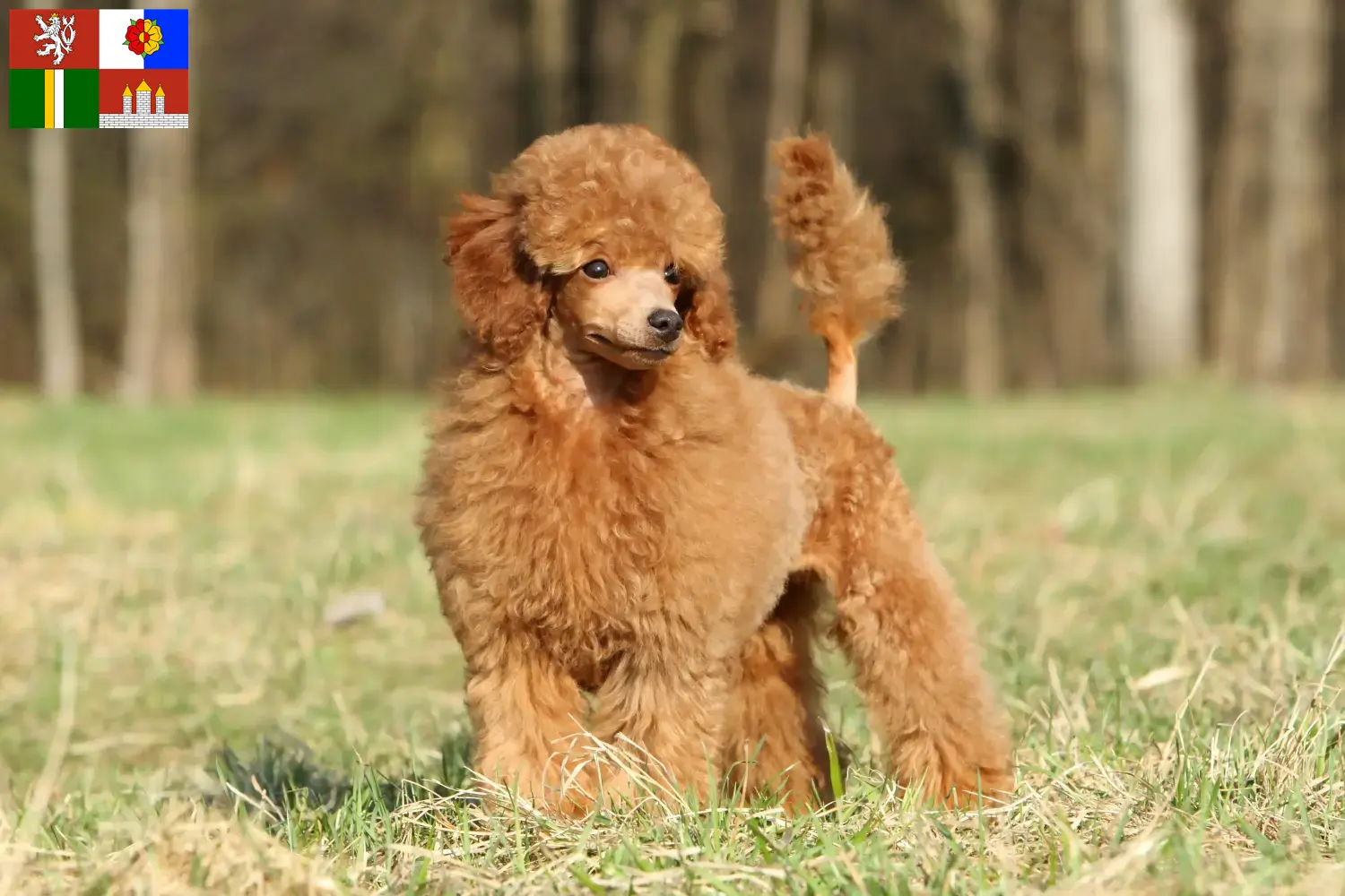 Read more about the article Poodle breeders and puppies in South Bohemia