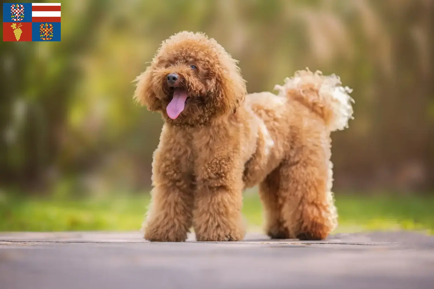 Read more about the article Poodle breeders and puppies in South Moravia