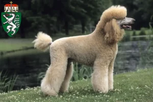 Read more about the article Poodle breeders and puppies in Styria