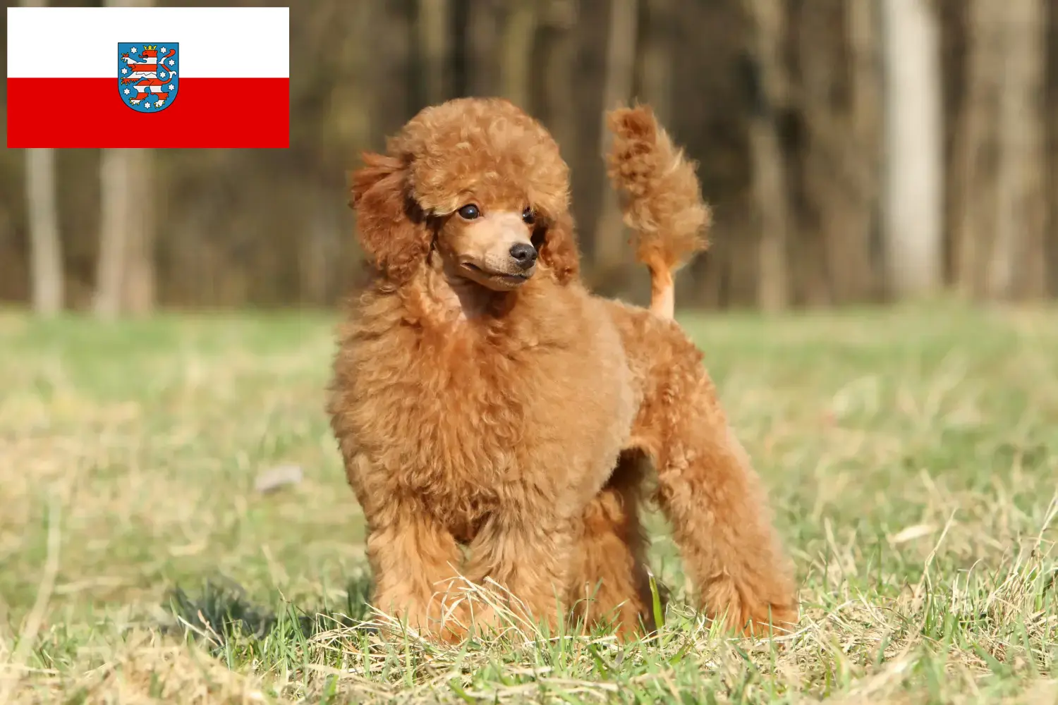 Read more about the article Poodle breeders and puppies in Thuringia