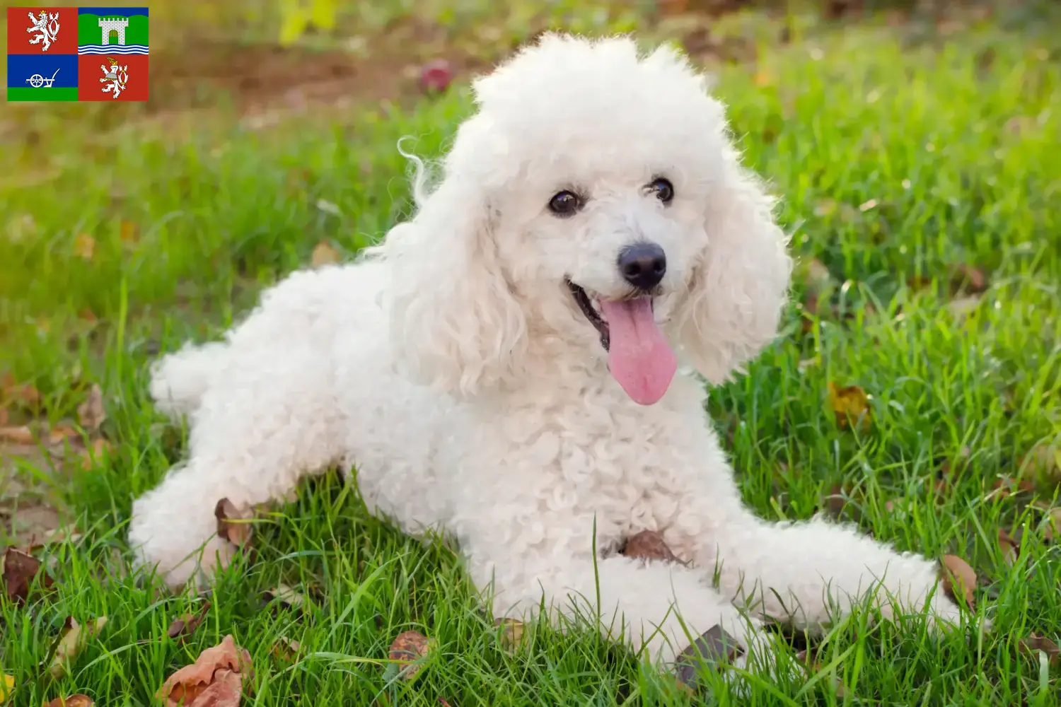 Read more about the article Poodle breeders and puppies in Ústí