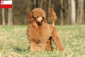 Read more about the article Poodle breeders and puppies in Utrecht