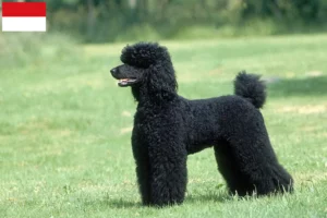 Read more about the article Poodle breeders and puppies in Vienna