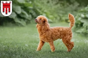 Read more about the article Poodle breeders and puppies in Vorarlberg