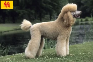 Read more about the article Poodle breeders and puppies in Walloon Region