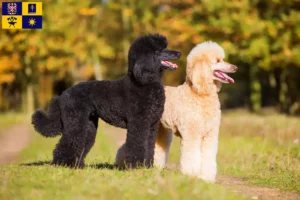 Read more about the article Poodle breeders and puppies in Zlín