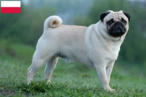 Read more about the article Pug breeders and puppies in Poland
