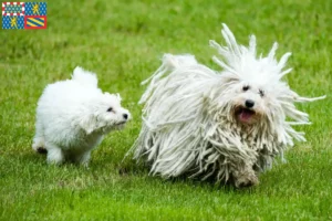 Read more about the article Puli breeders and puppies in Bourgogne-Franche-Comté