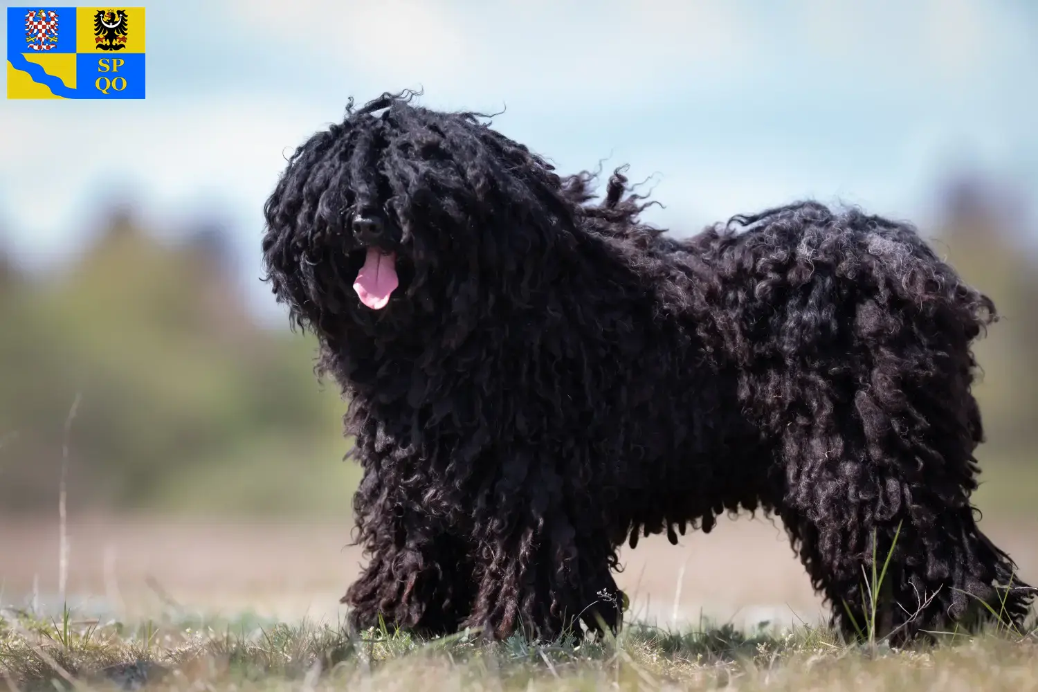Read more about the article Puli breeders and puppies in Olomouc