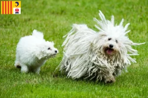 Read more about the article Puli breeders and puppies in Provence-Alpes-Côte d’Azur