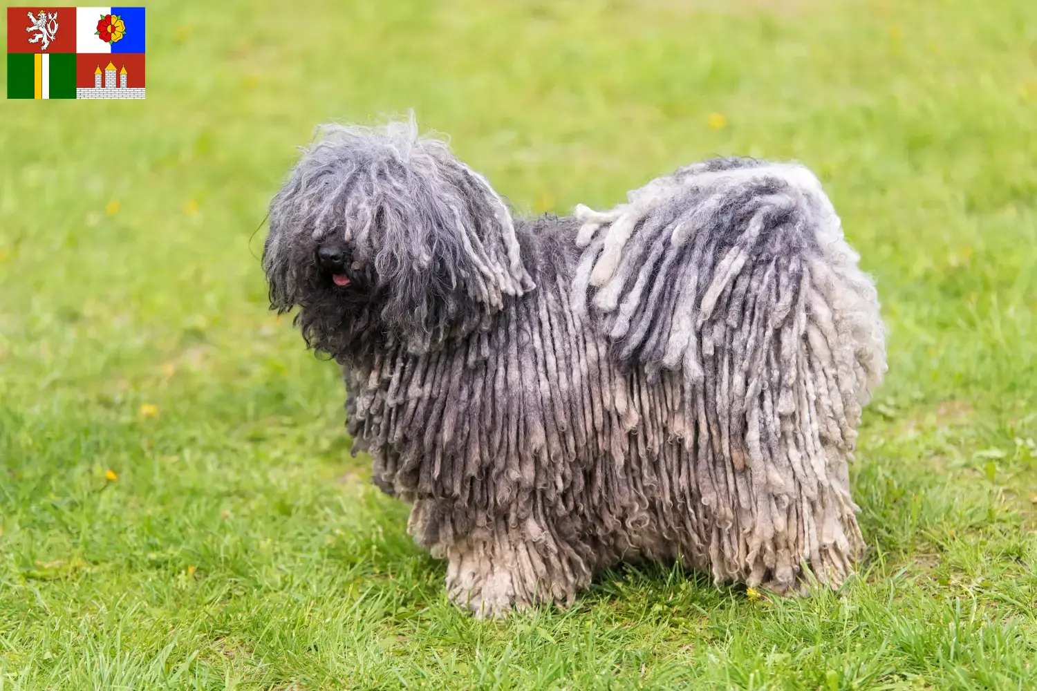 Read more about the article Puli breeders and puppies in South Bohemia