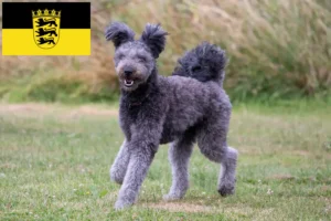 Read more about the article Pumi breeders and puppies in Baden-Württemberg