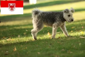 Read more about the article Pumi breeders and puppies in Brandenburg