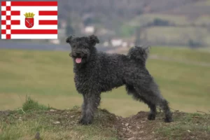 Read more about the article Pumi breeders and puppies in Bremen