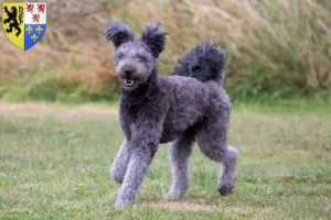 Read more about the article Pumi breeders and puppies in Hauts-de-France
