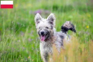 Read more about the article Pumi breeders and puppies in Poland