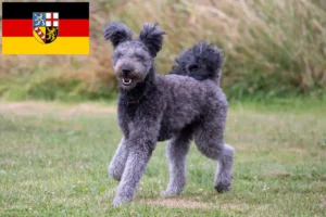 Read more about the article Pumi breeders and puppies in Saarland