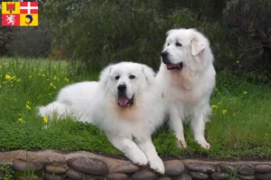 Read more about the article Pyrenean Mountain Dog breeders and puppies in Auvergne-Rhône-Alpes