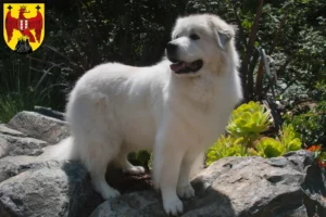 Read more about the article Pyrenean Mountain Dog breeders and puppies in Burgenland