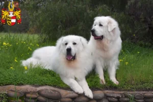 Read more about the article Pyrenean Mountain Dog breeders and puppies in Carinthia