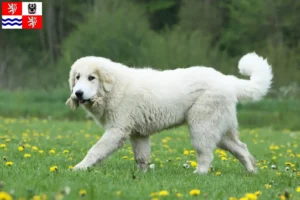 Read more about the article Pyrenean Mountain Dog breeders and puppies in Central Bohemia