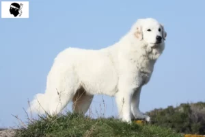Read more about the article Pyrenean Mountain Dog breeders and puppies in Corsica