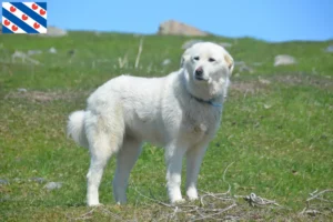 Read more about the article Pyrenean Mountain Dog breeders and puppies in Friesland