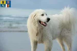 Read more about the article Pyrenean Mountain Dog breeders and puppies in Moravia-Silesia